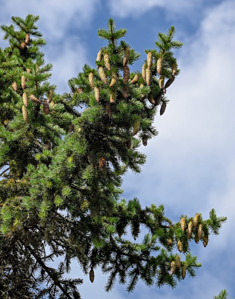 Image of Picea pungens specimen.