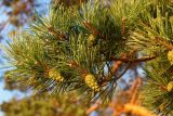 Pinus sylvestris. Веточка с незрелыми шишками. Ленинградская обл., Ломоносовский р-н, окр. дер. Шепелёво, Батарейная бухта, песчаный береговой вал. 08.08.2024.