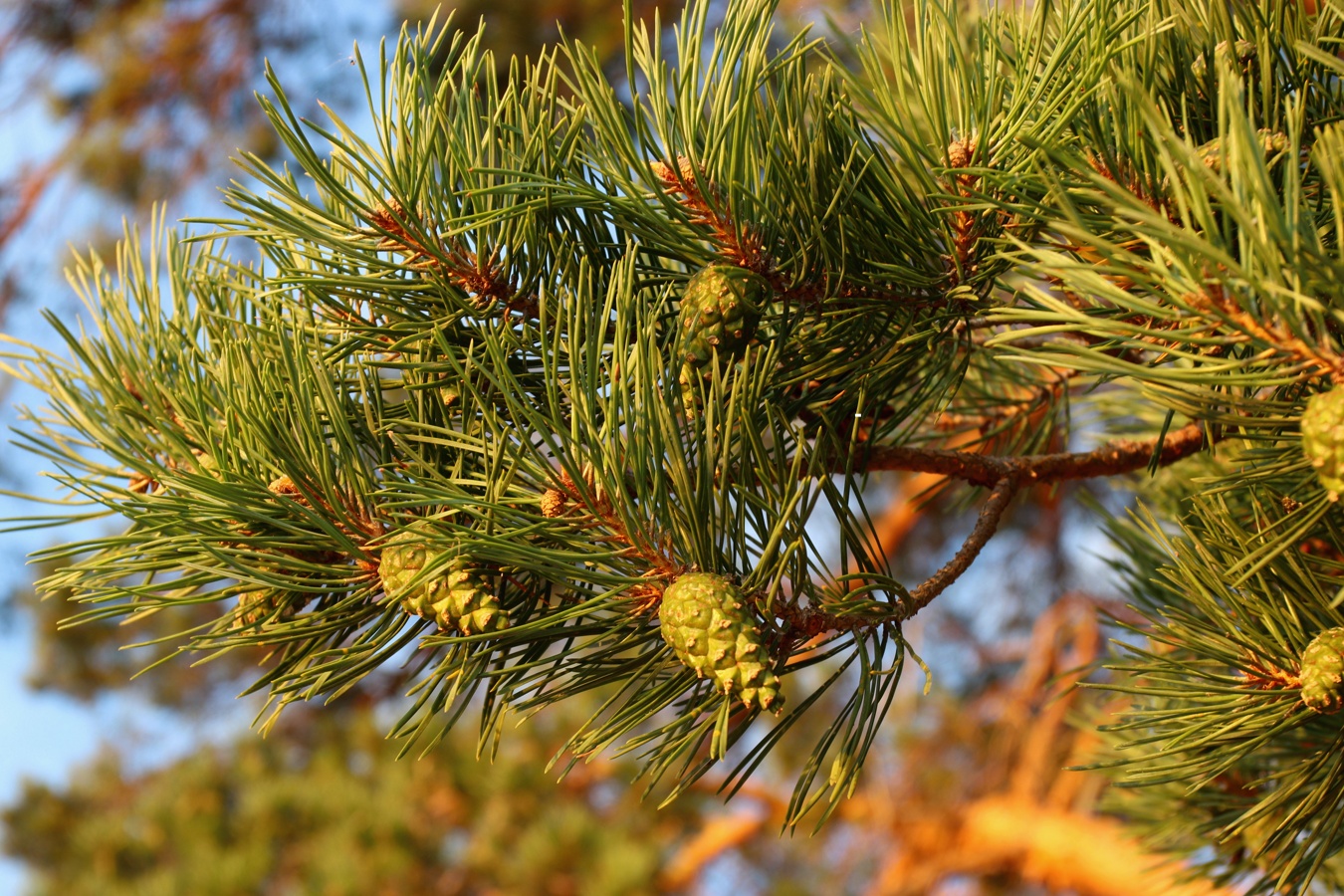 Изображение особи Pinus sylvestris.