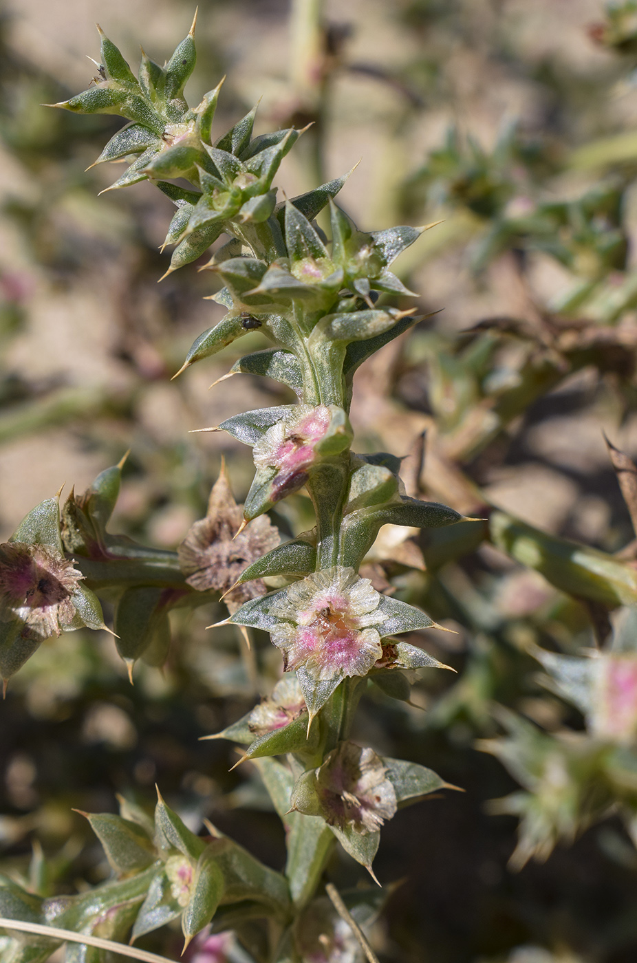 Image of Salsola kali specimen.