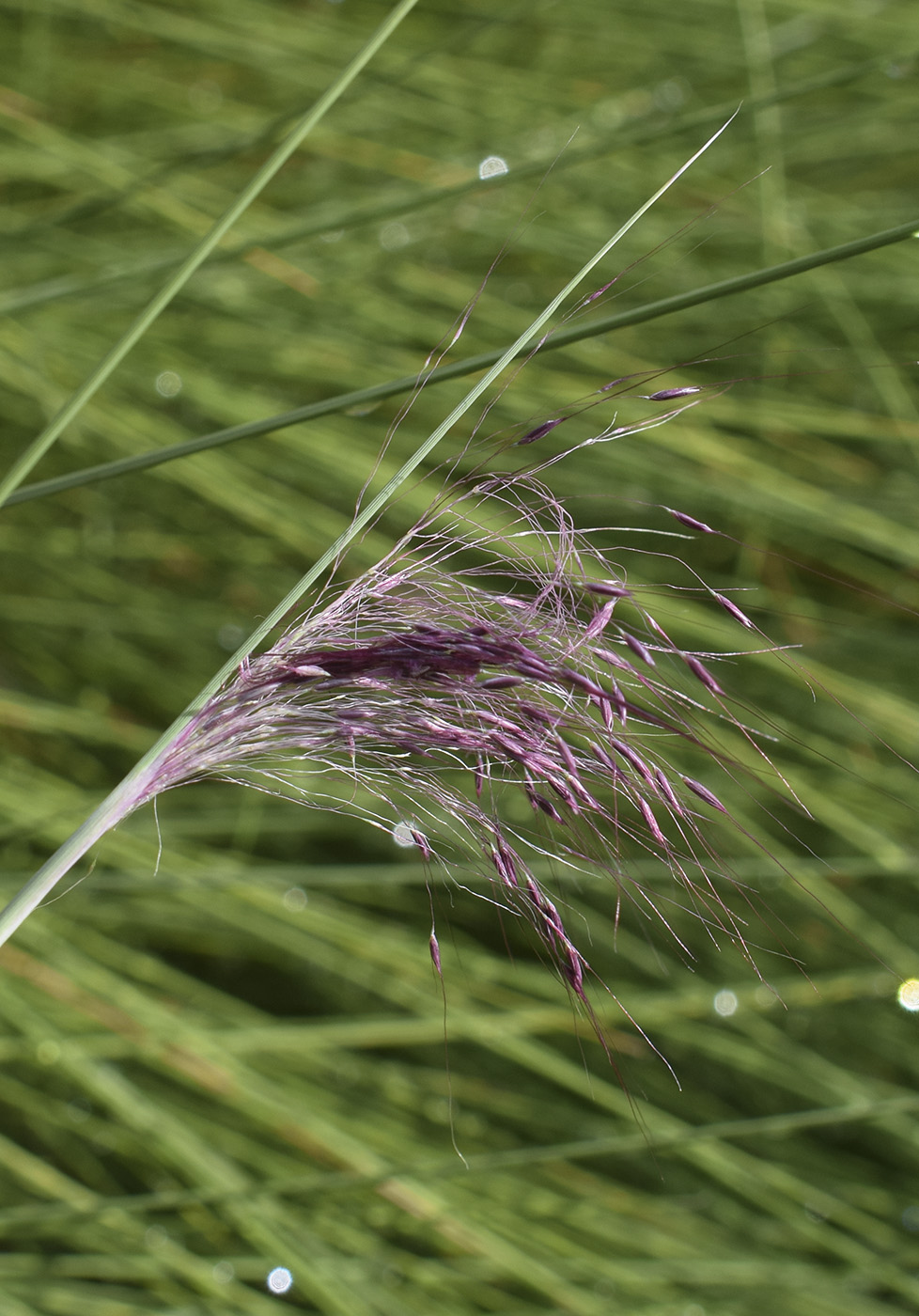 Изображение особи Muhlenbergia capillaris.