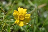 Anthemis marschalliana подвид pectinata. Соцветие. Чечня, Шаройский р-н, окр. пер. Цумандинский, выс. ок. 2380 м н.у.м., луг. 24 июня 2024 г.