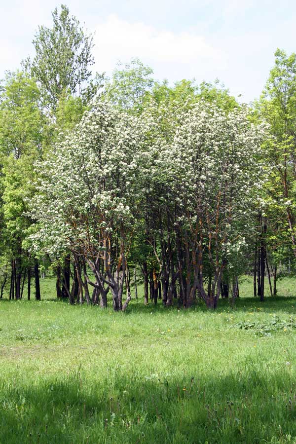 Изображение особи Sorbus intermedia.