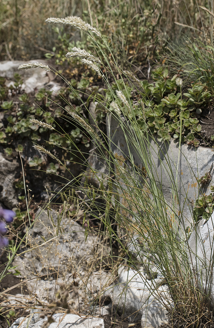 Image of Melica ciliata specimen.