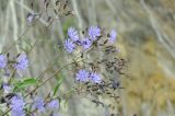 Lactuca sibirica. Верхушка растения с соцветиями. Приморский край, Ханкайский р-н, окр. с. Турий Рог, зап. побережье оз. Ханка, основание обрыва у прибрежной песчаной террасы. 26.06.2022.