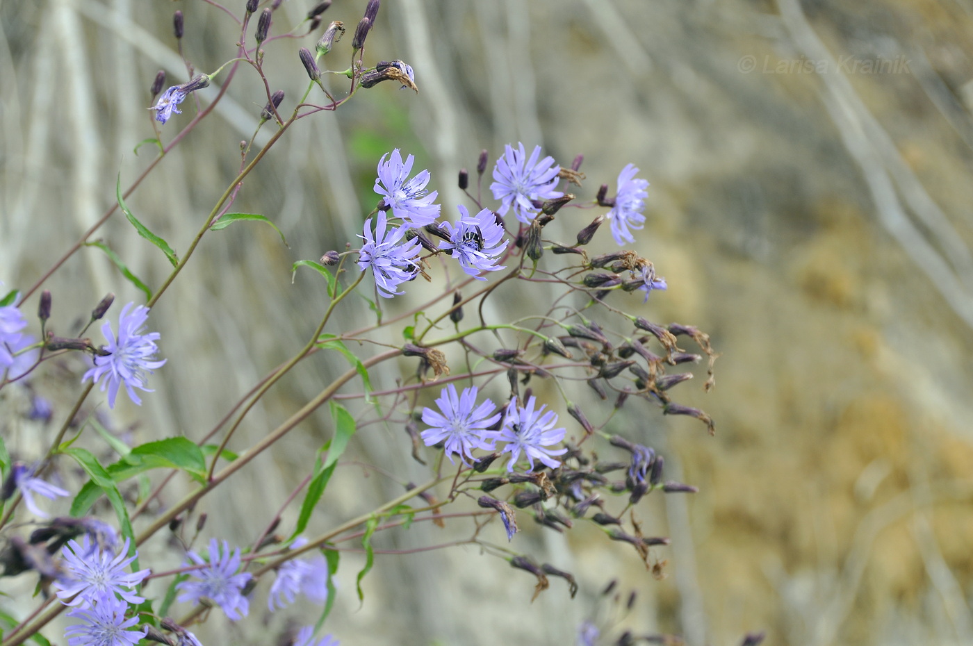 Image of Lactuca sibirica specimen.