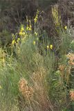 Spartium junceum. Цветущие растения (в сообществе с Euphorbia characias). Турция, пров. Анталья, р-н Кумлуджа, окр. с. Еникышла, каменистая обочина грунтовой дороги. 31.05.2024.