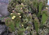 Opuntia puberula