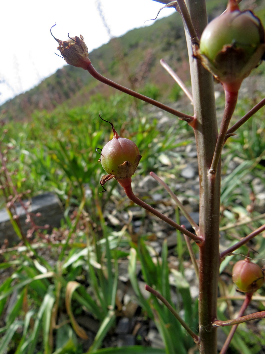 Image of Eremurus brachystemon specimen.