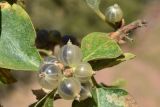 Lonicera nummulariifolia. Верхушка ветви с плодами. Узбекистан, Ташкентская обл., южный склон Чаткальского хр., басс. р. Ахангаран, ущ. р. Джакиндек. 07.08.2022.