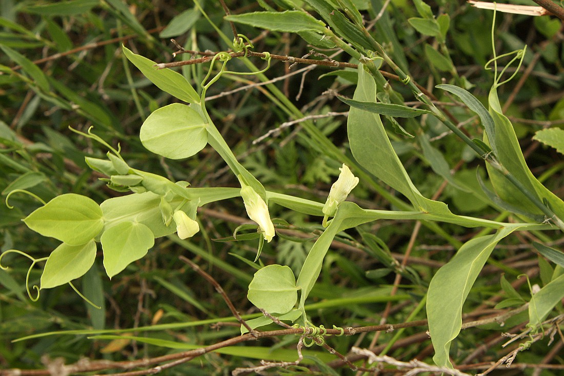 Image of Lathyrus ochrus specimen.