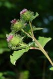 Arctium lappa