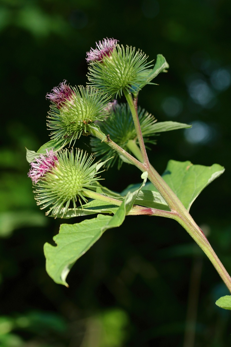 Image of Arctium lappa specimen.