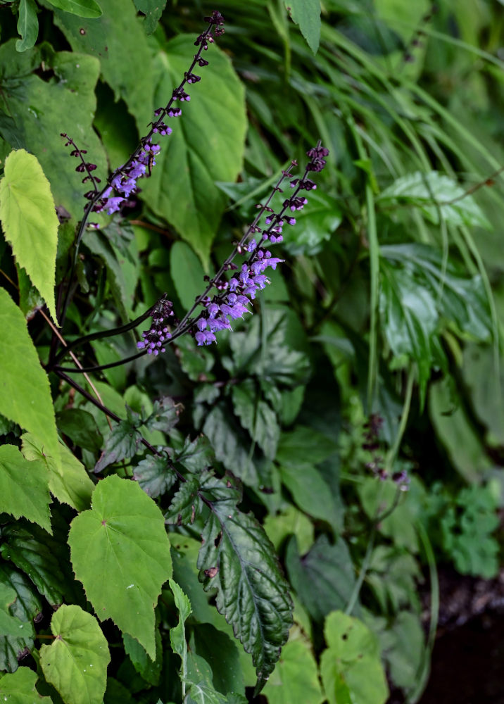 Image of Salvia chinensis specimen.