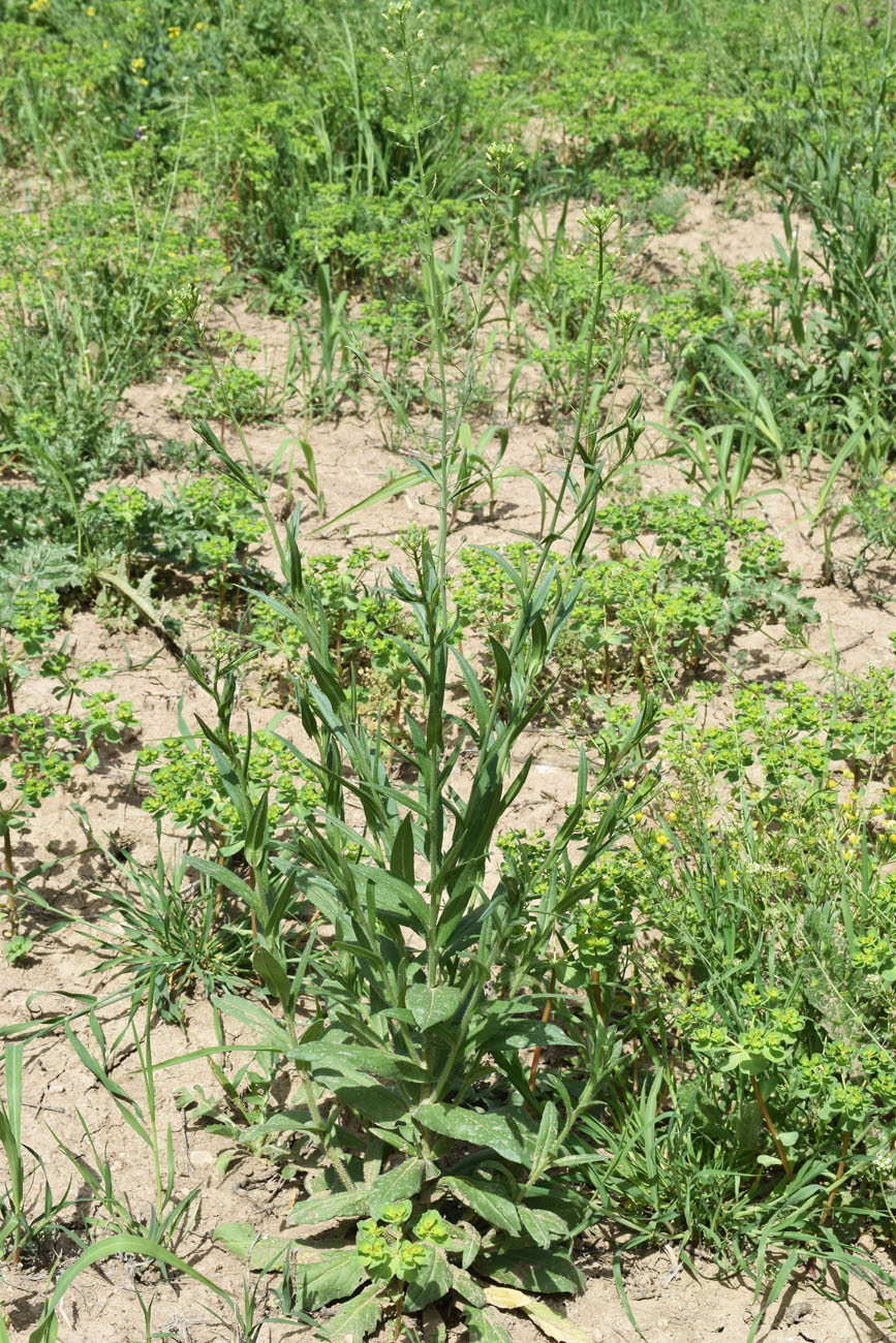 Image of Camelina sylvestris specimen.