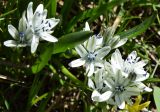 Scilla puschkinioides
