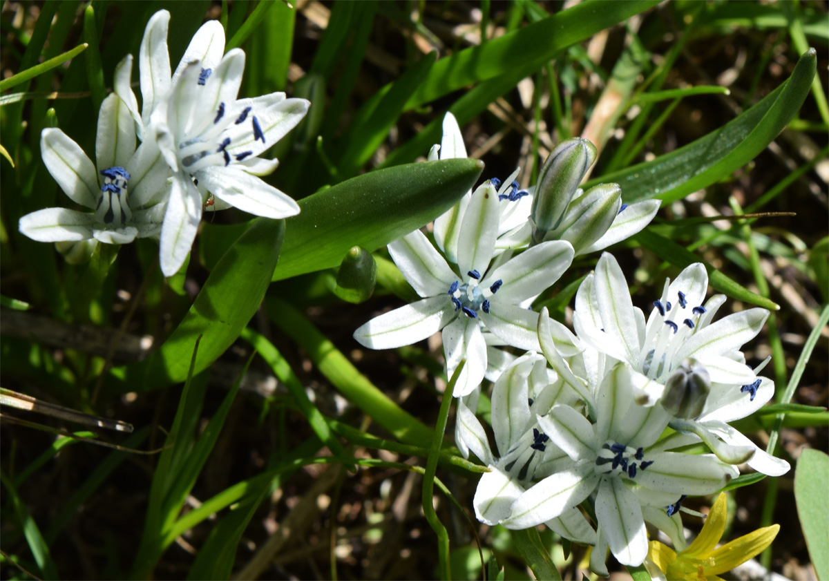 Image of Scilla puschkinioides specimen.