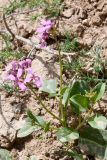 Смотреть изображение Spryginia crassifolia