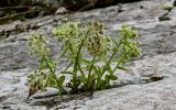View full-size image Petasites albus