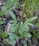 View full-size image Valeriana dubia