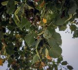 Смотреть изображение Tilia cordata