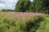 View full-size image Chamaenerion angustifolium