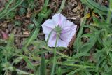 View full-size image Convolvulus pilosellifolius