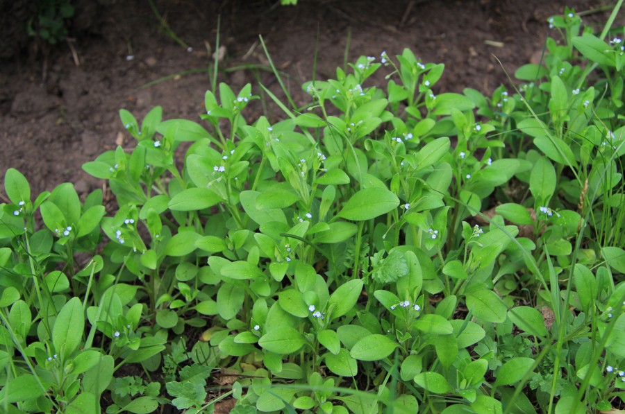 Изображение особи Myosotis sparsiflora.