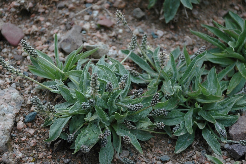 Image of Plantago arachnoidea specimen.