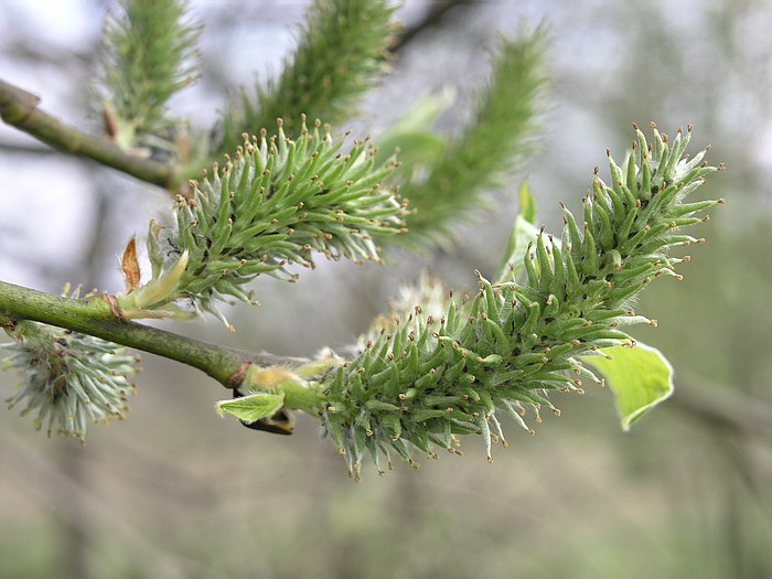 Image of Salix caprea specimen.