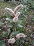 Salix lanata. Ветвь с отцветшими мужскими соцветиями. Кольский п-ов, Восточный Мурман, Дальние Зеленцы. 19.06.2011.