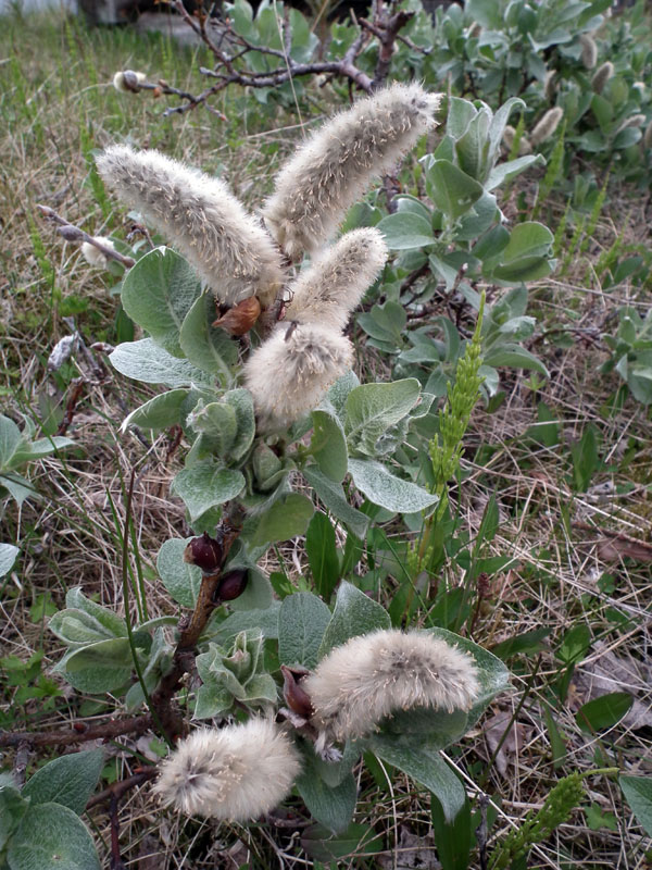 Image of Salix lanata specimen.