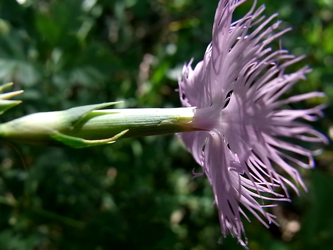 Image of genus Dianthus specimen.