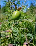 genus Rosa. Верхушка побега с незрелым плодом. Чувашия, окр. г. Шумерля, дер. Подборное. 23 июля 2011 г.