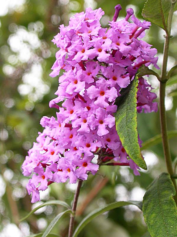 Изображение особи Buddleja davidii.