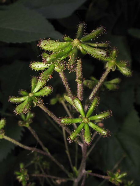 Image of Adenocaulon adhaerescens specimen.