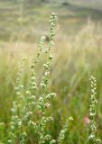 Artemisia marschalliana