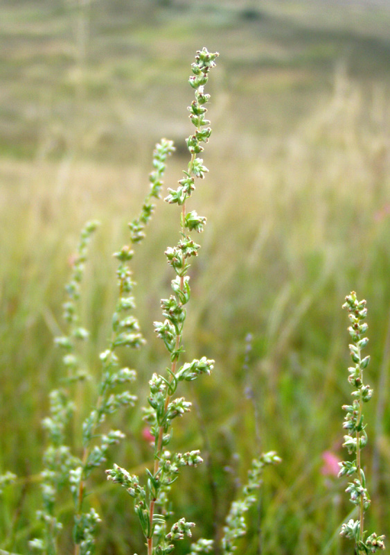 Изображение особи Artemisia marschalliana.