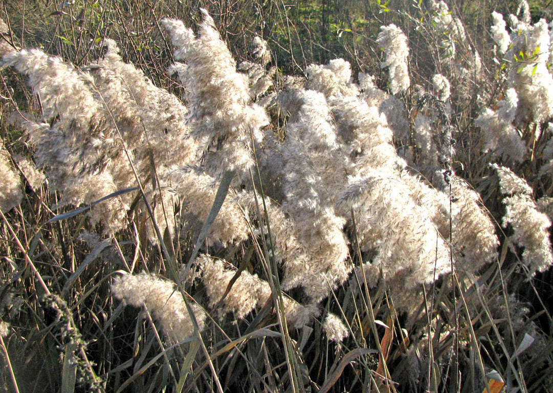 Изображение особи Phragmites australis.