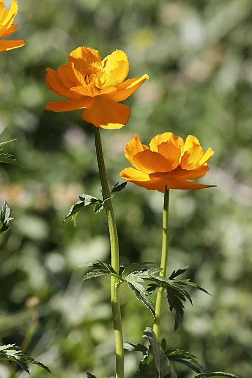 Image of Trollius altaicus specimen.