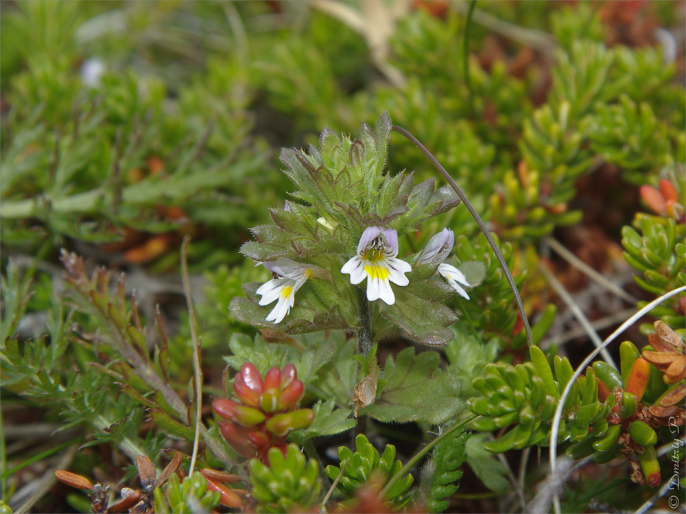 Image of Euphrasia frigida specimen.