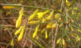 Jasminum nudiflorum