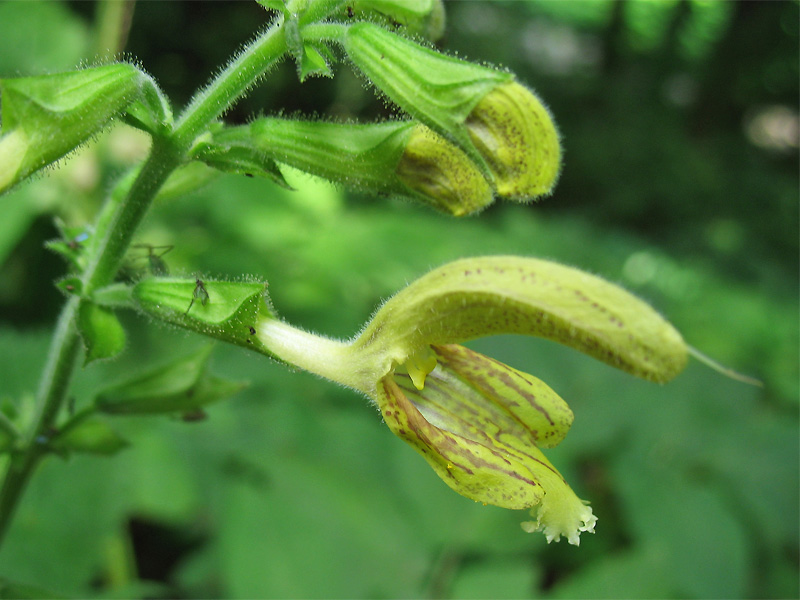 Изображение особи Salvia glutinosa.