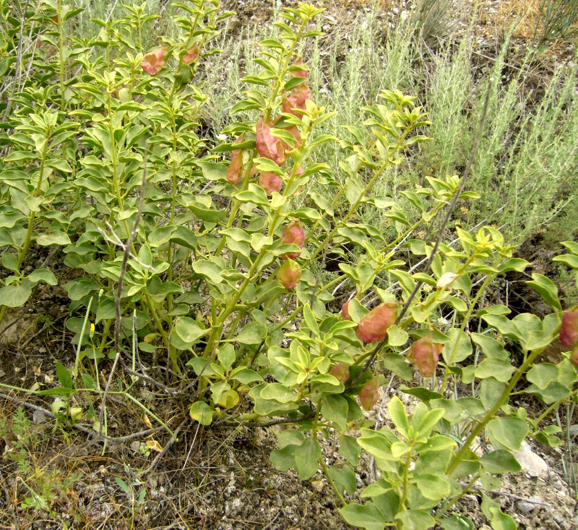 Image of Buhsea coluteoides specimen.