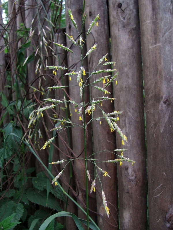 Image of Bromopsis inermis specimen.