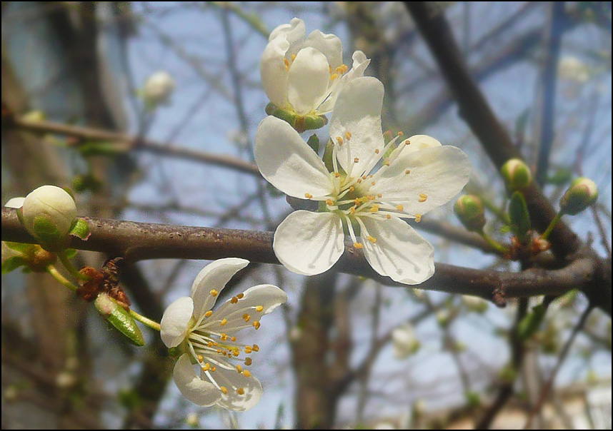 Image of Prunus cerasifera specimen.