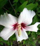 Hibiscus syriacus. Цветок. Крым, г. Саки, дачный участок возле базы отдыха \"Прибой\". 24.08.2011.