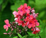 Phlox paniculata. Соцветия. Московская обл., дачный участок. 04.08.2008.