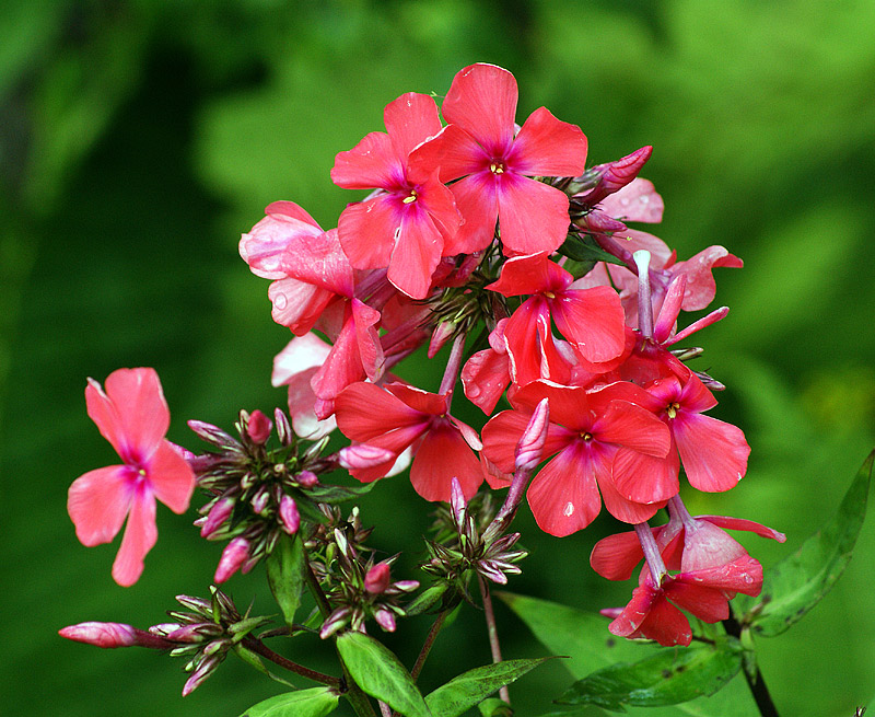 Image of Phlox paniculata specimen.