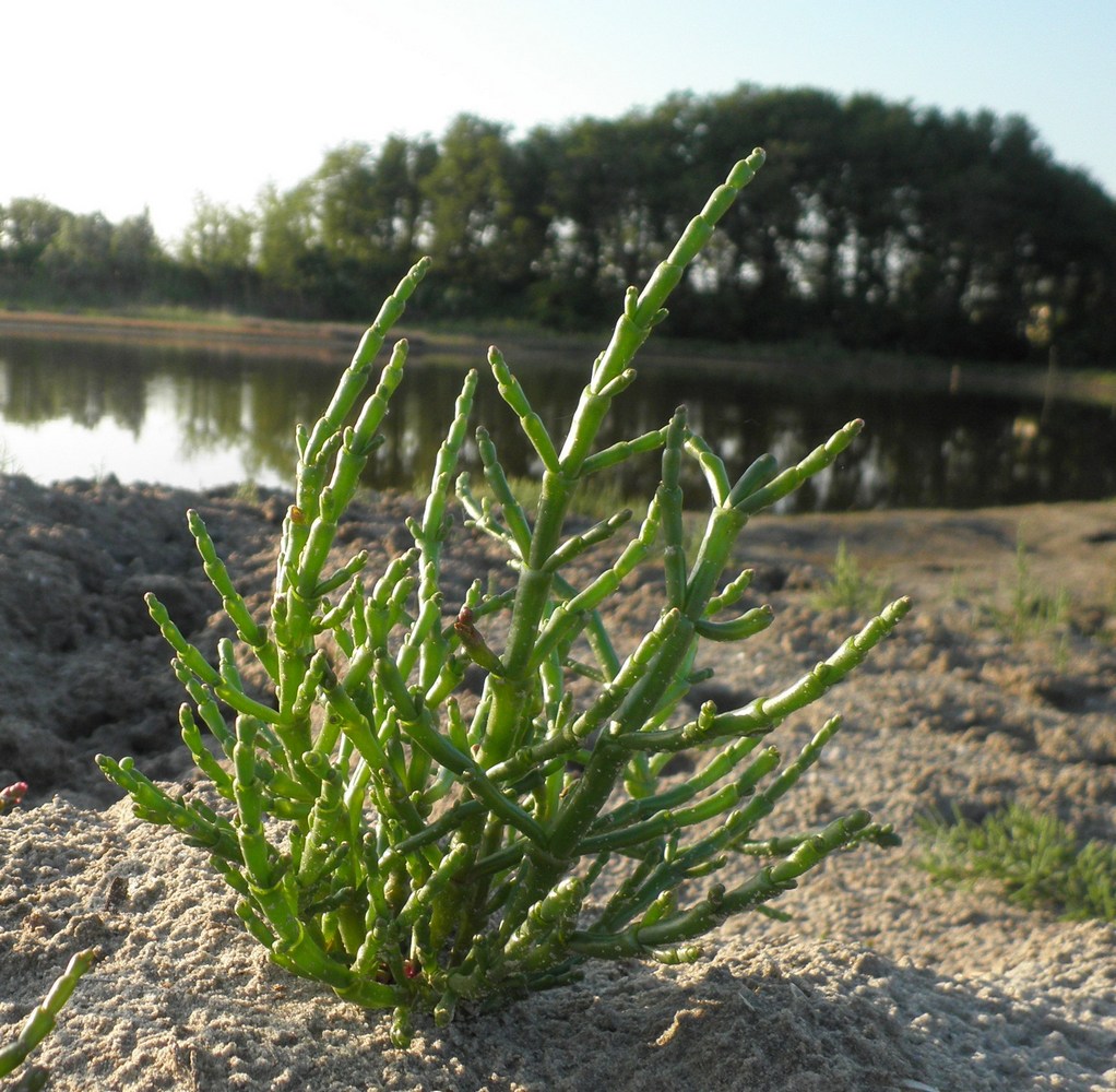 Image of Salicornia perennans specimen.